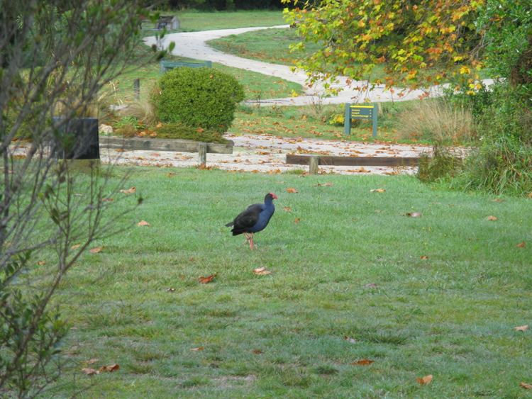 Pukeko