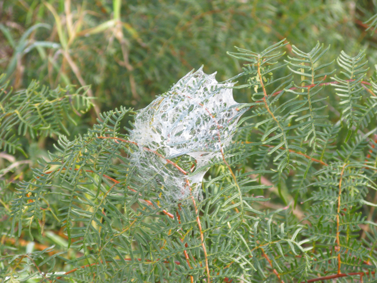 cobweb5